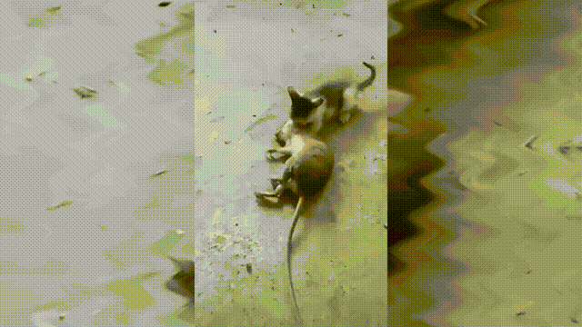 【第九弹】小家伙大胆实。